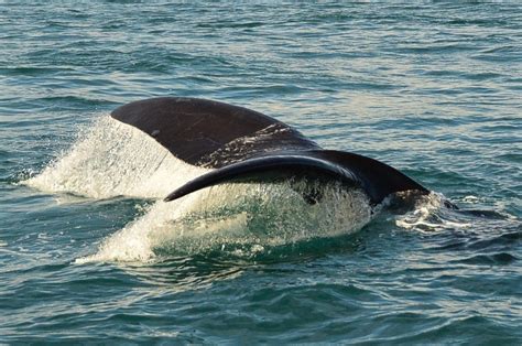 whales in hermanus season|Whale Watching in Hermanus: A Complete Guide